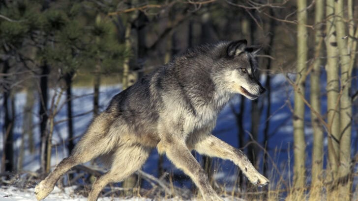 Can We Really Bring Back Extinct Animals? The Dire Wolf Case