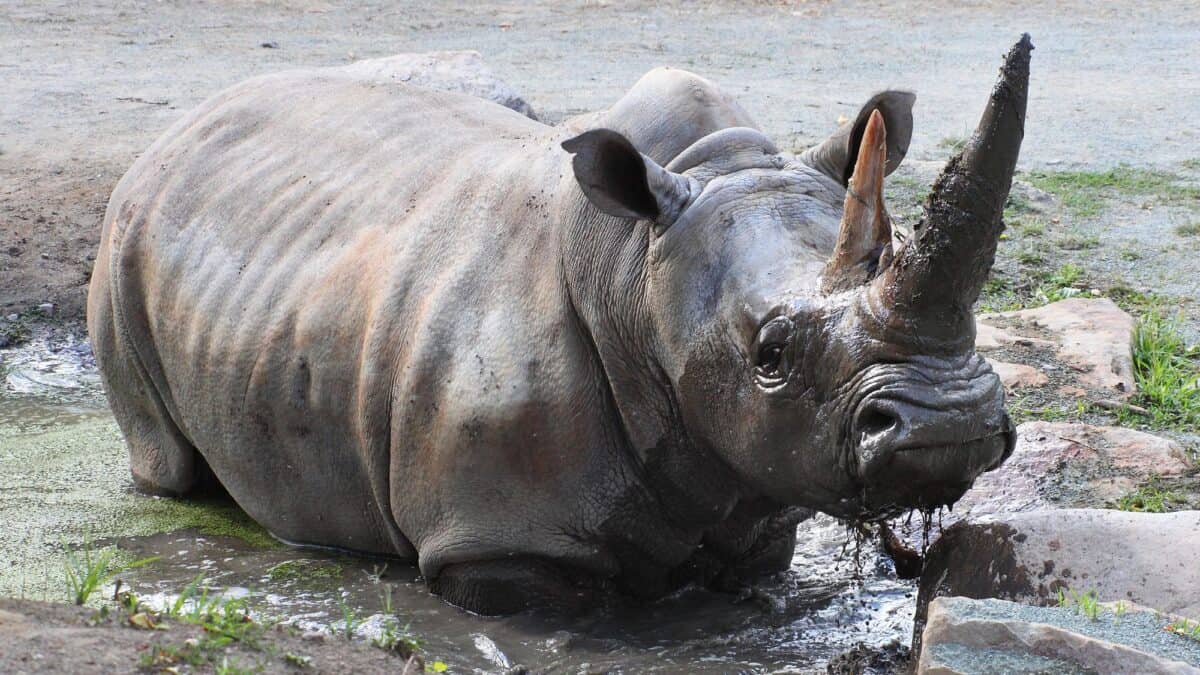 A beautiful black rhino with large horn