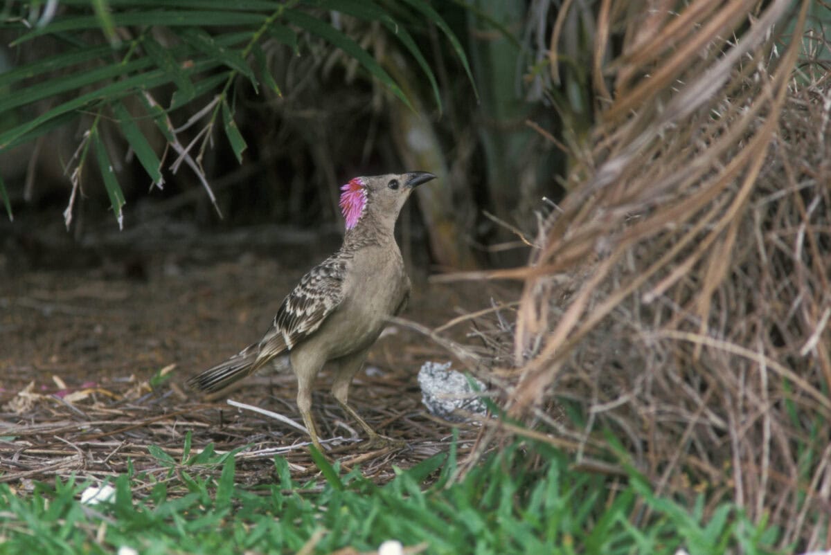bowerbird