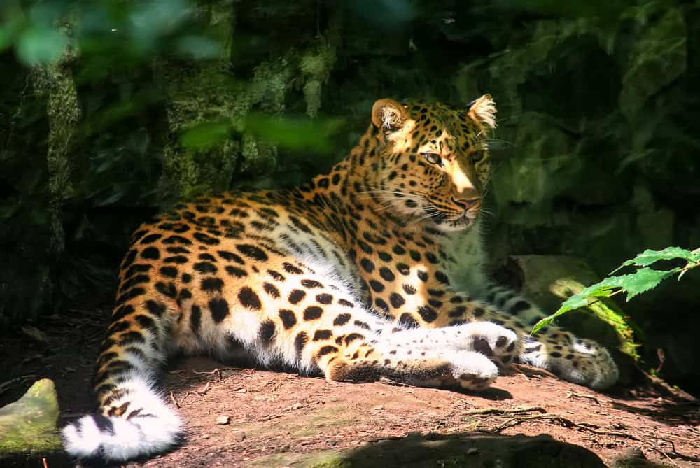 Amur leopard lies on a stone in the forest