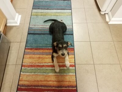 The Adorable Dog Splooting Pose Explained