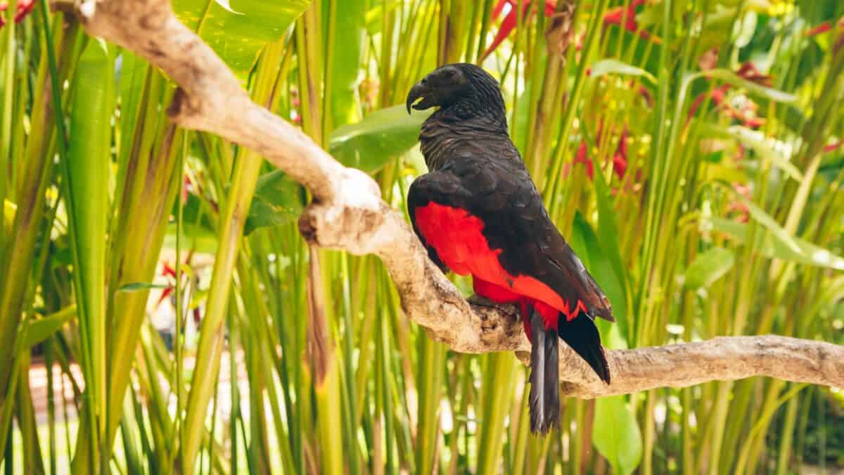 Dracula Parrot in a field.