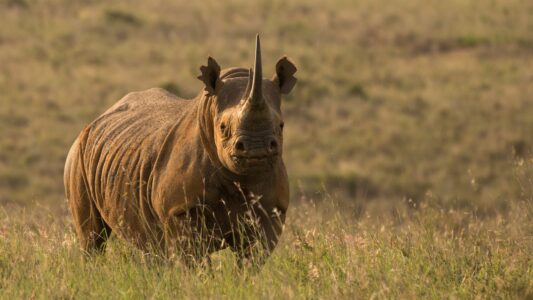 Why Rhinos Charge and What Triggers Them