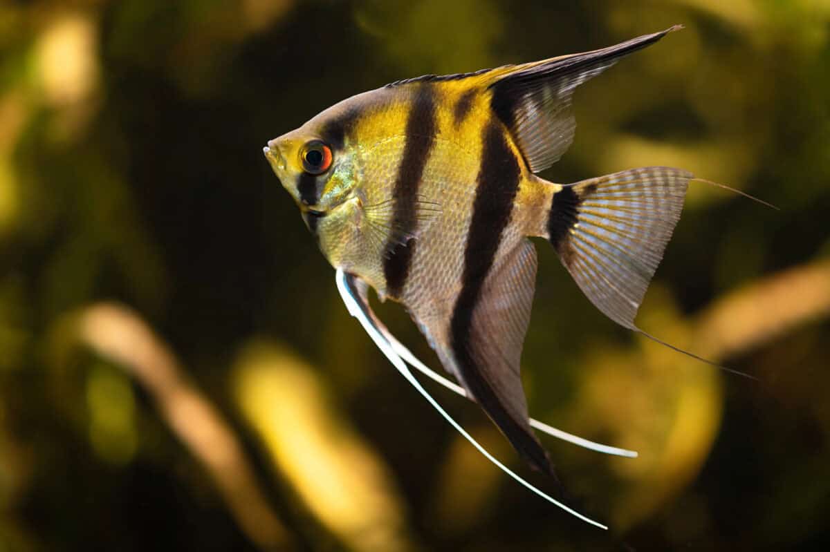 Libra-Angelfish