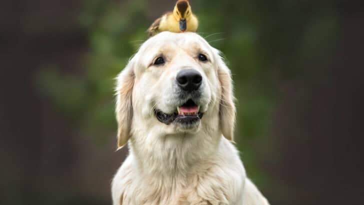 Ducks Form Life-Long Friendships with Other Animals