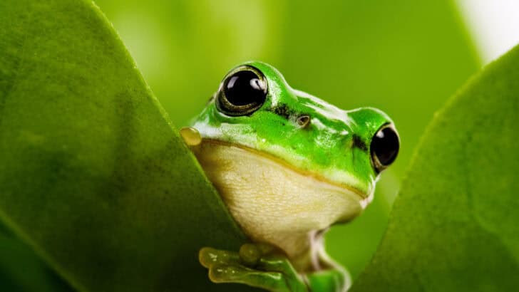 10 Animals That Can Predict Disasters Before They Happen