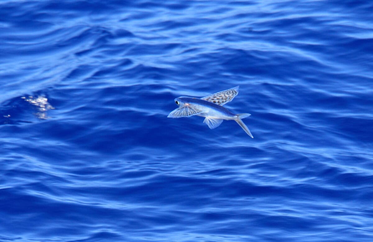 Sagittarius-Flying Fish