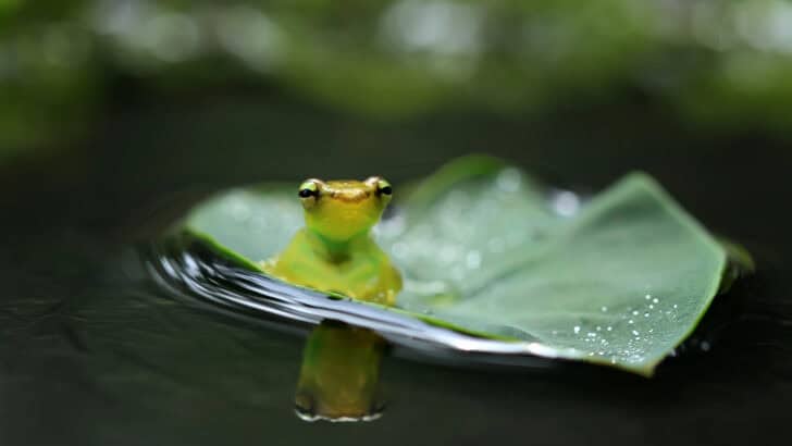 10 Newly Discovered Species That Prove Nature’s Creativity Has No Bounds