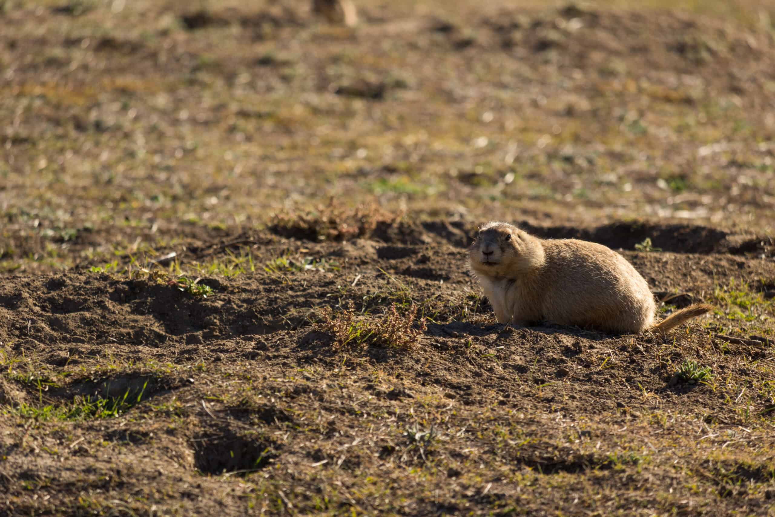 Prairie Dog Towns