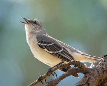 How Some Birds Outsing the Entire Animal Kingdom