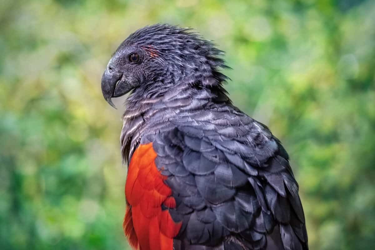 Close up of Dracula parrot