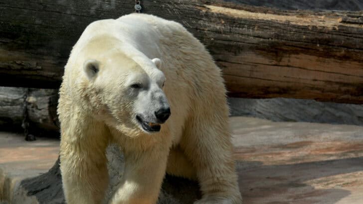 How Climate Change Reshapes Wildlife As We Know It