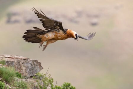 How the Vulture Digestive System Makes It Smell Like Decay