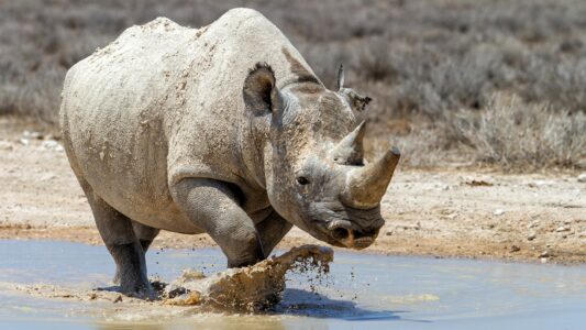 15 Amazing Facts About Rhinos You Probably Did Not Know