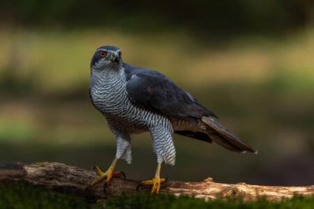 12 Raptors That Rule the American Skies