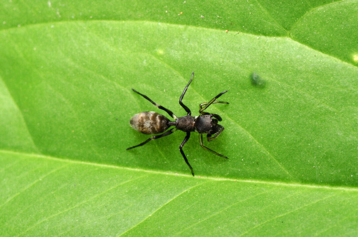 Mimic Spider