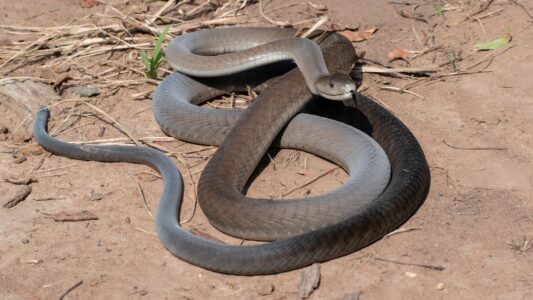 The Speed and Venom of the Black Mamba: A Snake to Avoid