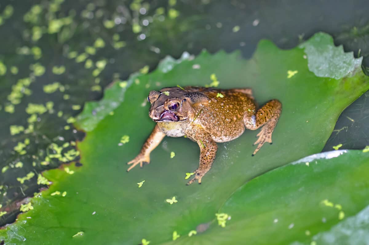 frog on Lillipad