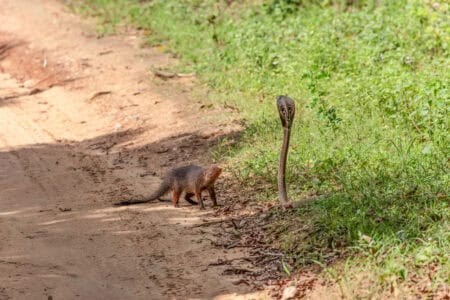 The Science Behind the Snake vs. Mongoose Battle Royale