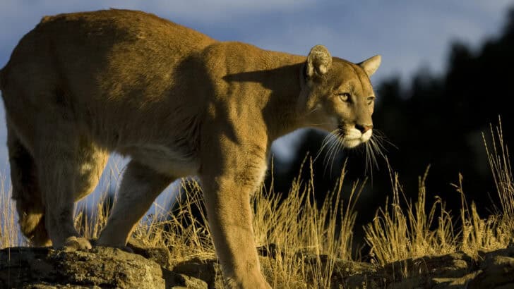 How the U.S. Military Has Studied Animal Senses for Survival Lessons