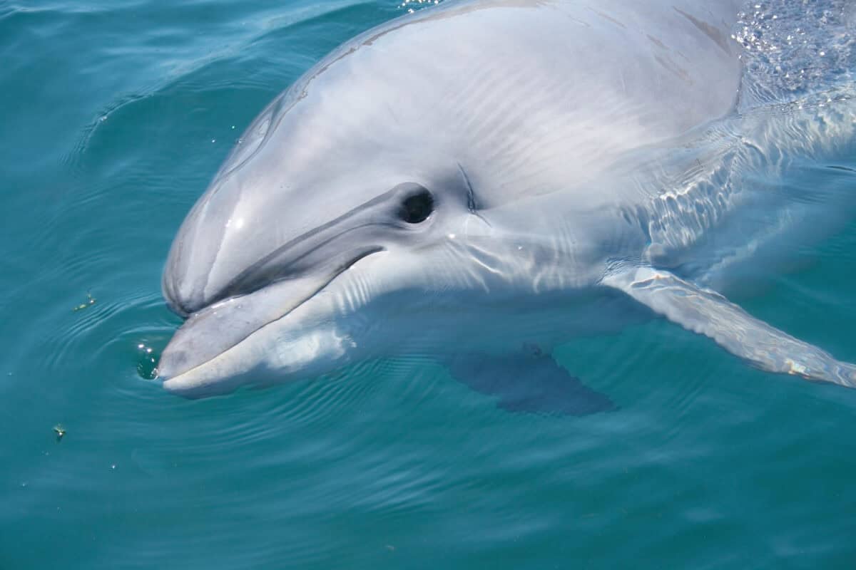 Bottlenosed dolphin looking at camera