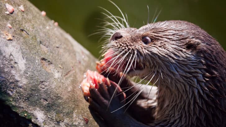 Top 10 Animals and Wildlife in Tennessee