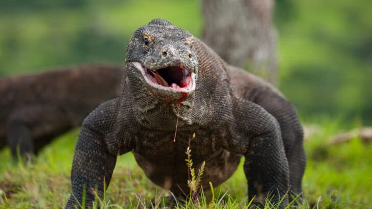 Komodo Dragons in the Wild: A Rare Glimpse Into Their Daily Lives