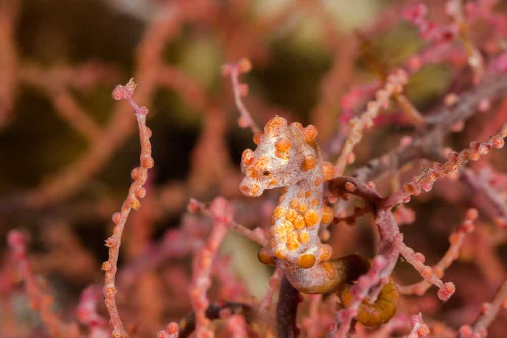 Underwater picture of Pink Pygmy Seahorse