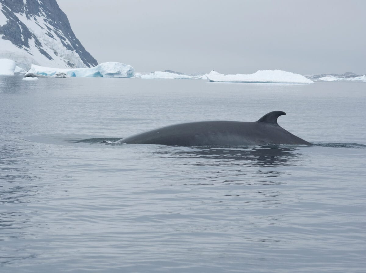 Minke whale in Southern Ocean Antarctica