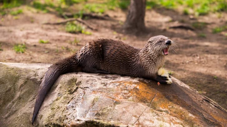 The 10 Most Dangerous Predators You’ve Never Heard Of