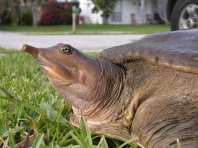 Canada’s “New National Animal” Might Surprise You