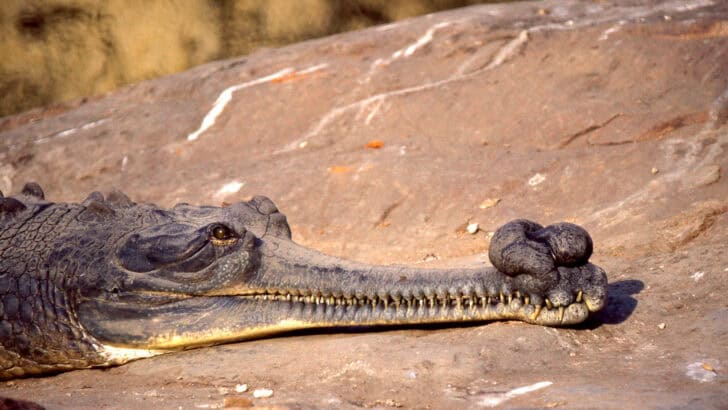 How The Male Gharial Crocodile Uses Bubbles and Buzzes to Woo a Mate