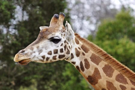 Why Giraffes Rarely Make Noise—and When They Do