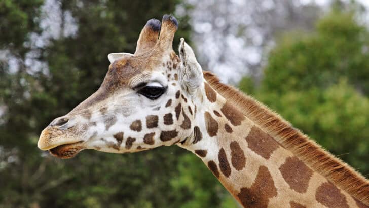 Why Giraffes Rarely Make Noise—and When They Do