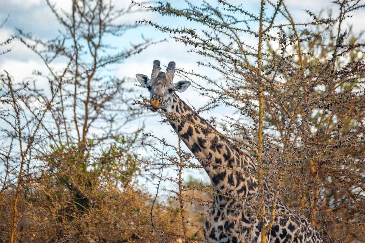 us-takes-historic-step-to-protect-giraffes-under-endangered-species-act