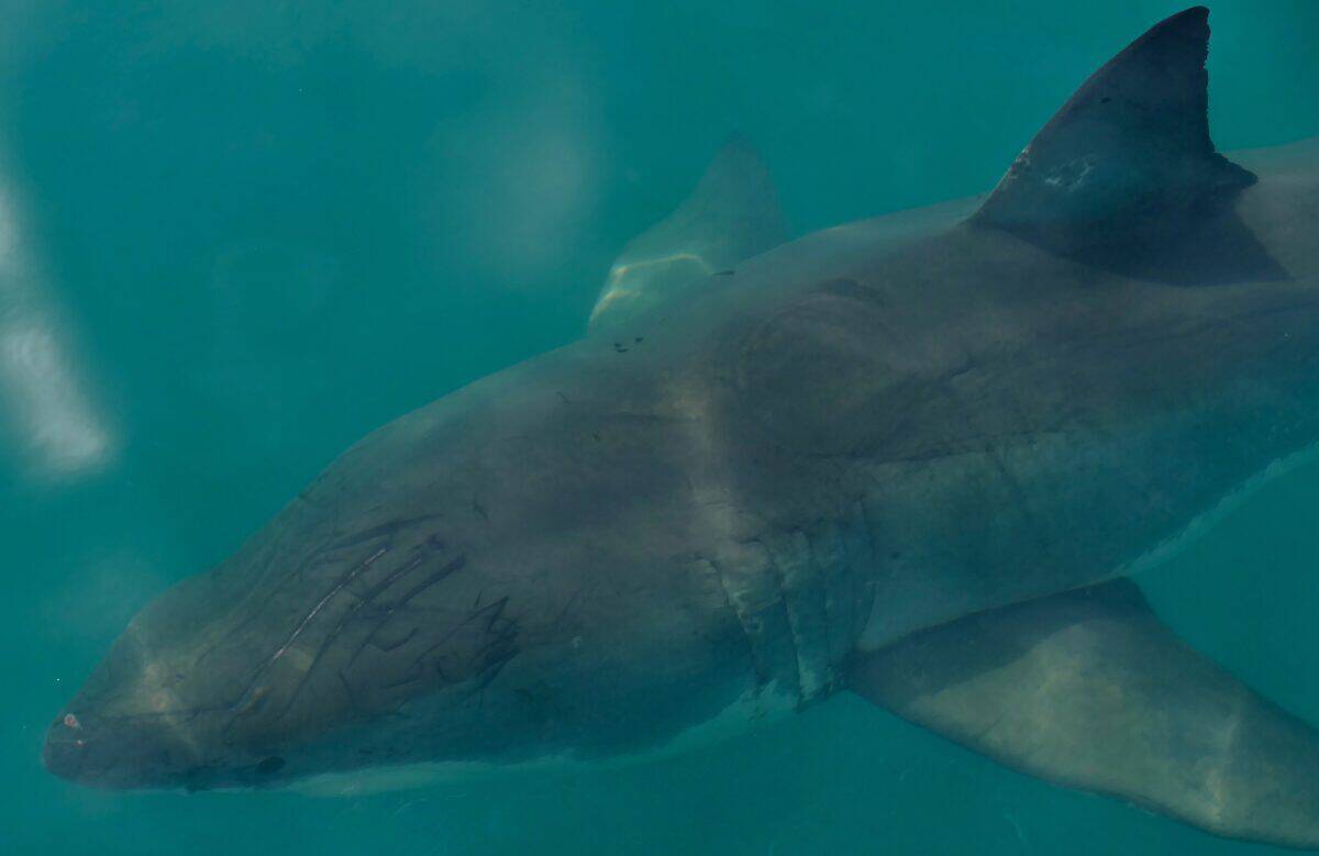 Great white shark in deep sea.