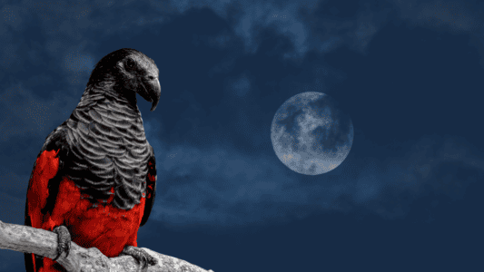 10 Facts About the Dracula Parrot, Nature&rsquo;s Most Gothic Bird