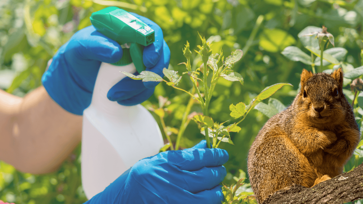 Rodent repellent