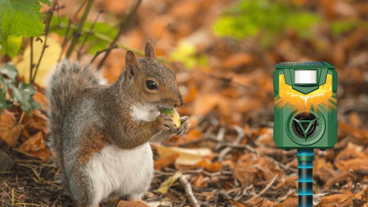 Ultrasound rodent repellent