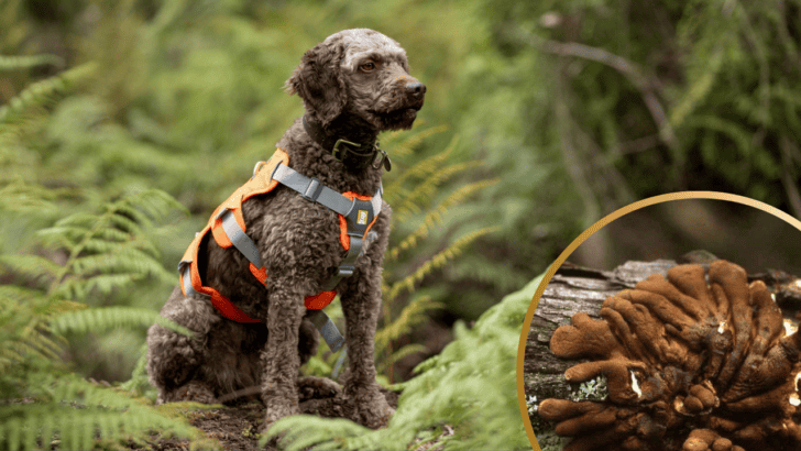 World’s First Canine Conservationist Outperforms Skilled Scientists to Detect World’s Rarest Fungus