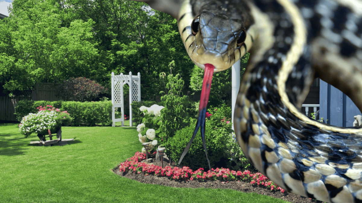 Strumpfbandnatter mit Hausgarten im Hintergrund