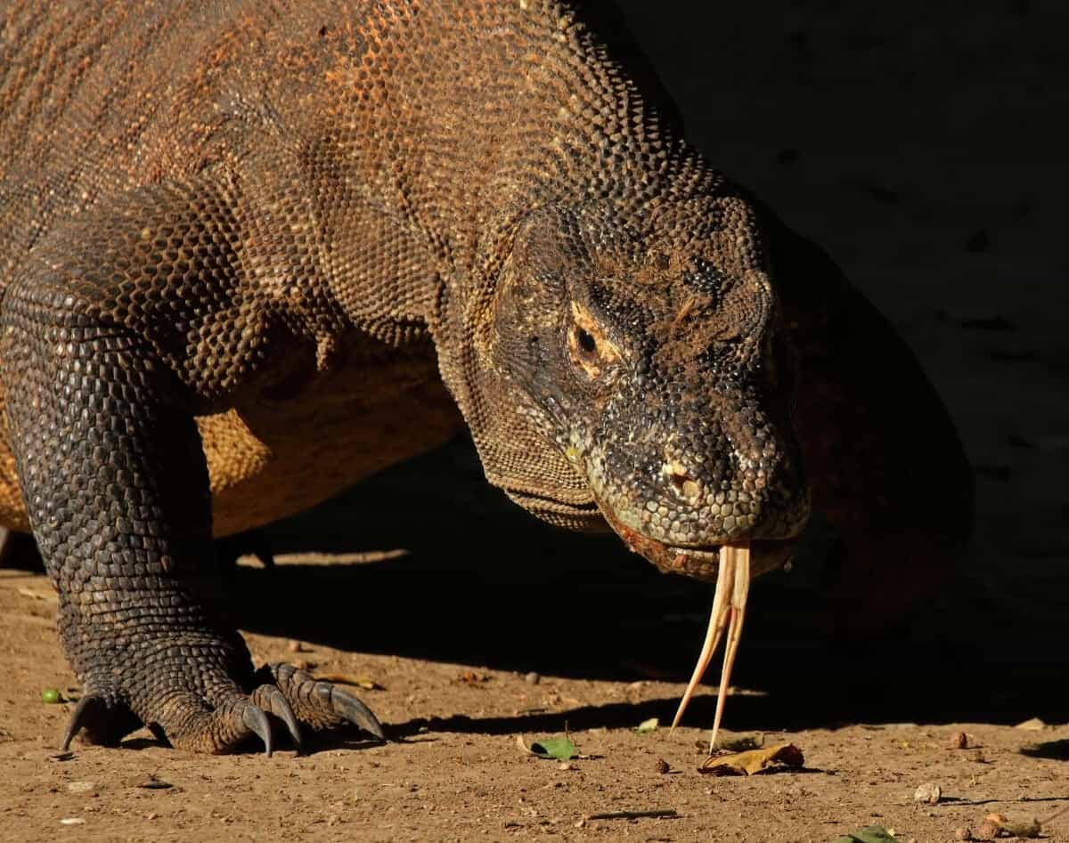 Komodo dragon.