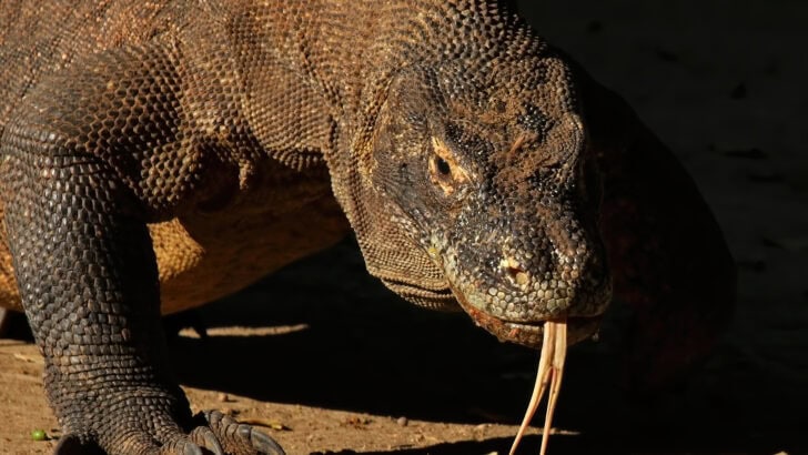Are Dragons Real? 6 Animals That Inspired Mythical Legends