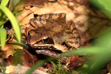 This Animal Can Freeze Solid&mdash;and Thaw Back to Life