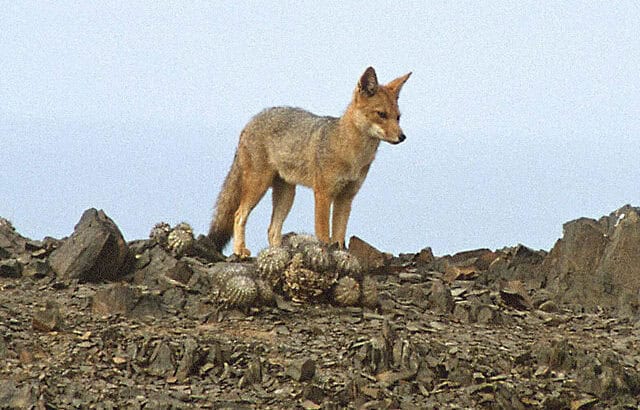 World’s Highest Bird Predation Recorded at 9,842 Feet