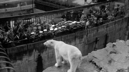 Polar Bears Make a UK Comeback After Over 20 Years &ndash; But Is It the Right Choice?