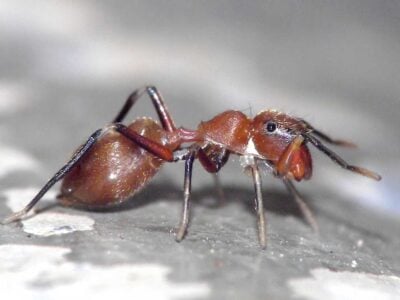 7 Animals That Trick Their Way to Dinner