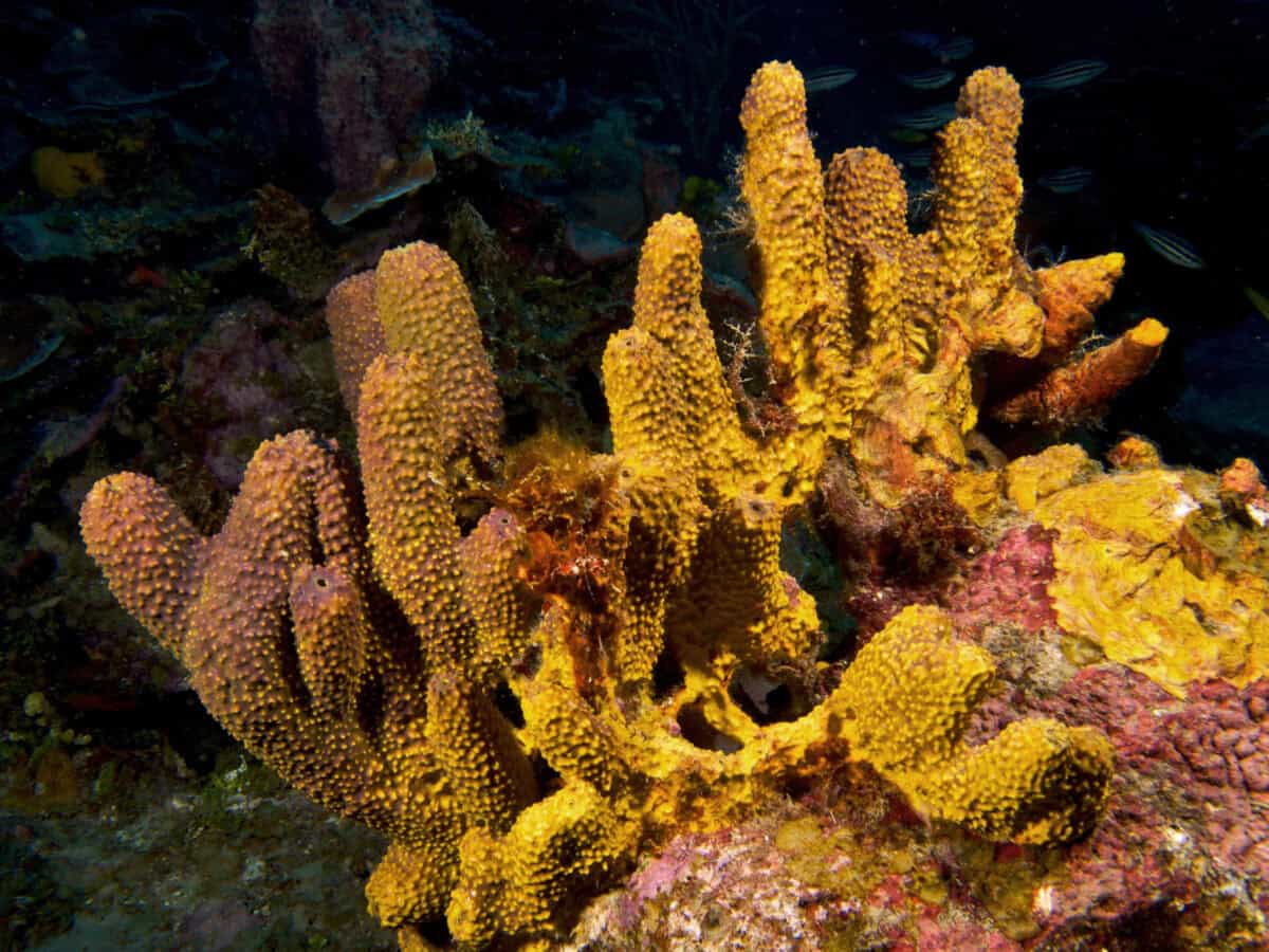 Branching Tube Sponge- yellow & purple variation