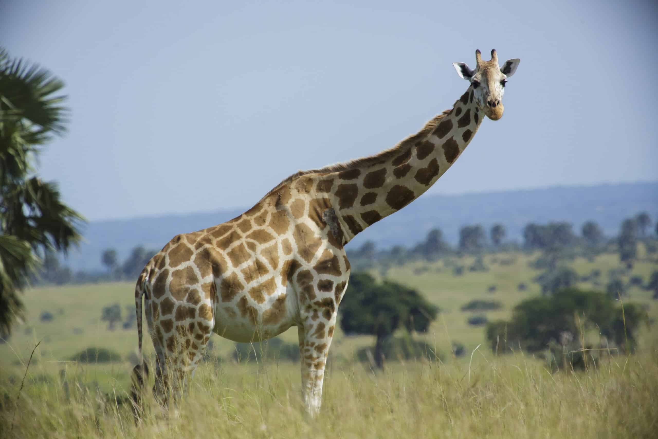 Rothschild's giraffe.