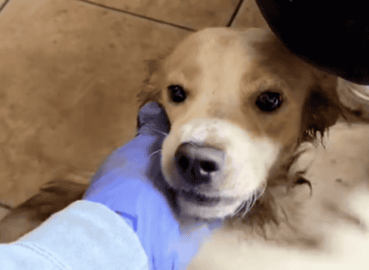 One Week Recovery Of A Dog Who Was Found Laying In A Dire Situation Will Blow You Away